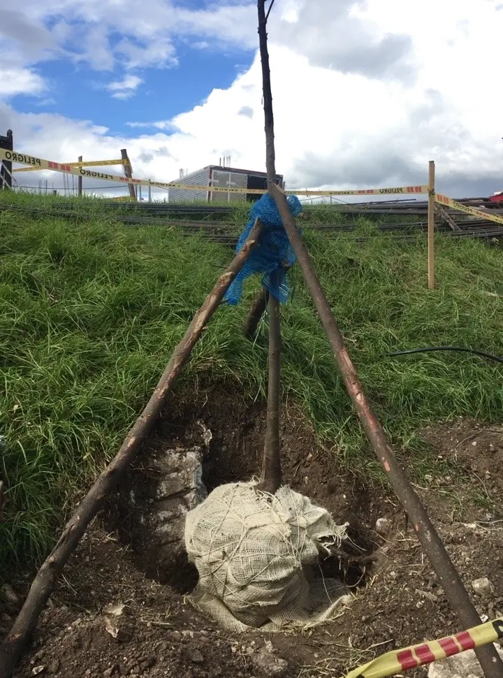 Árbol reubicado con cepellón protegido y soporte temporal