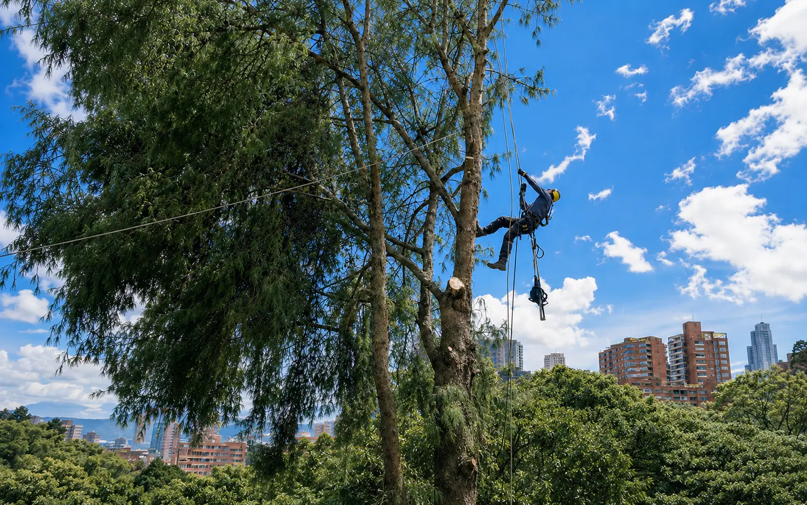 Operario de Grupo Bioingenia realizando trabajo forestal en altura con Bogotá al fondo