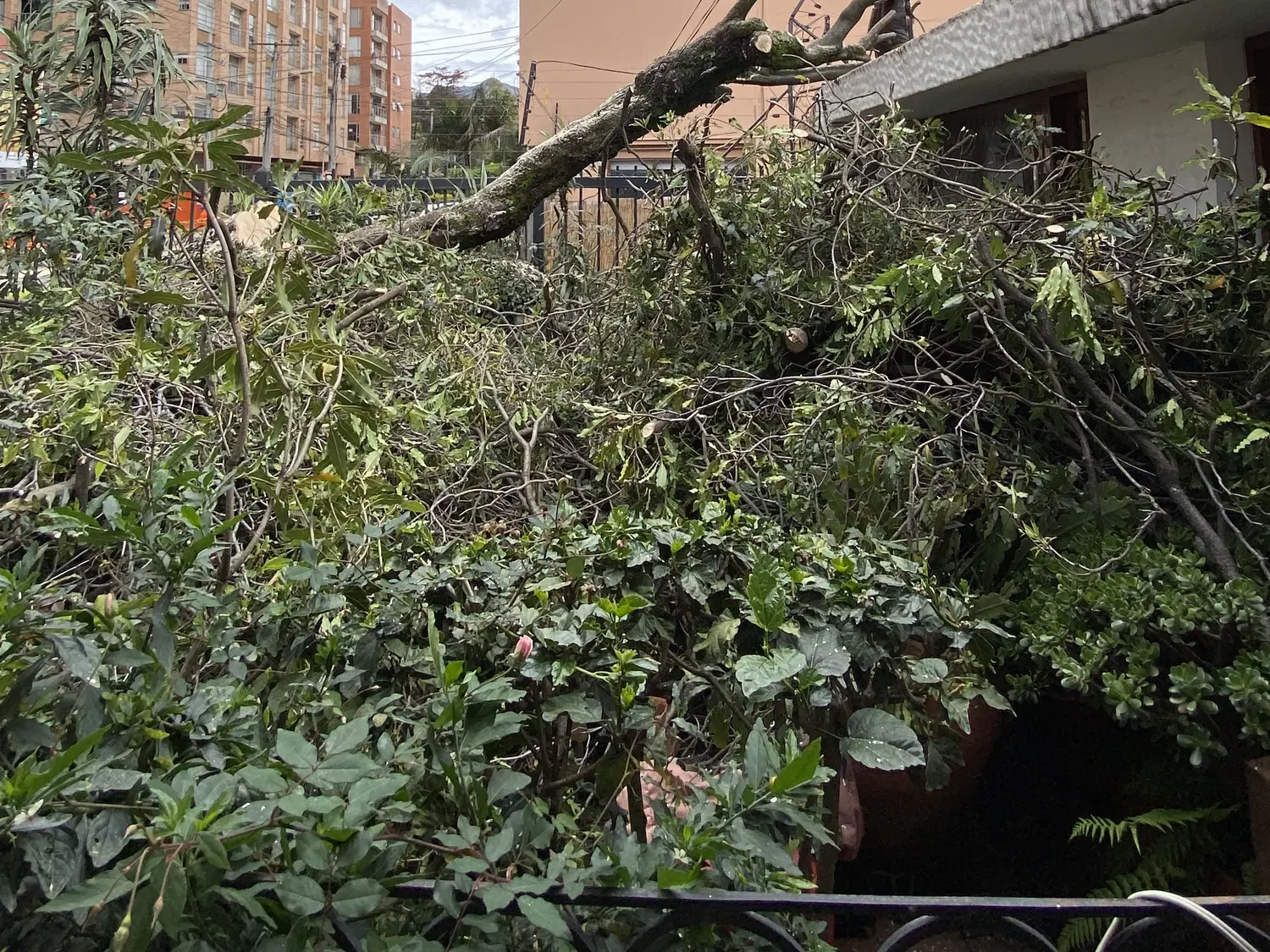 Operario con elementos de protección interviniendo un árbol caído