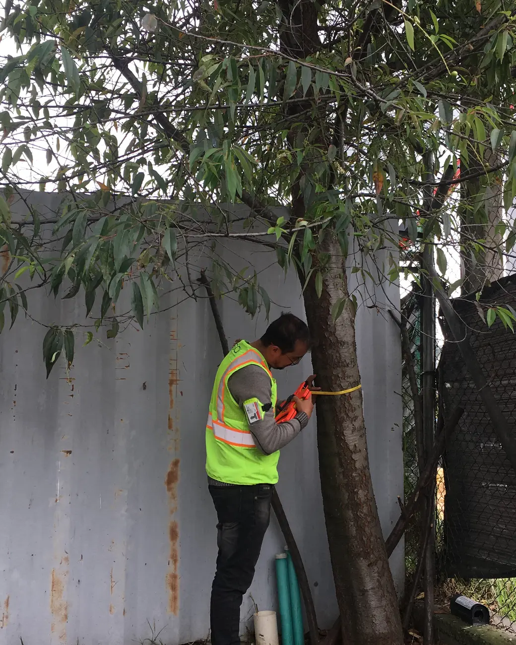 Medición del diámetro de un árbol durante un inventario forestal
