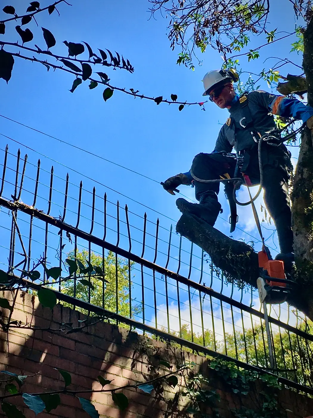 Operario equipado trabajando sobre una rama durante una intervención de arboricultura
