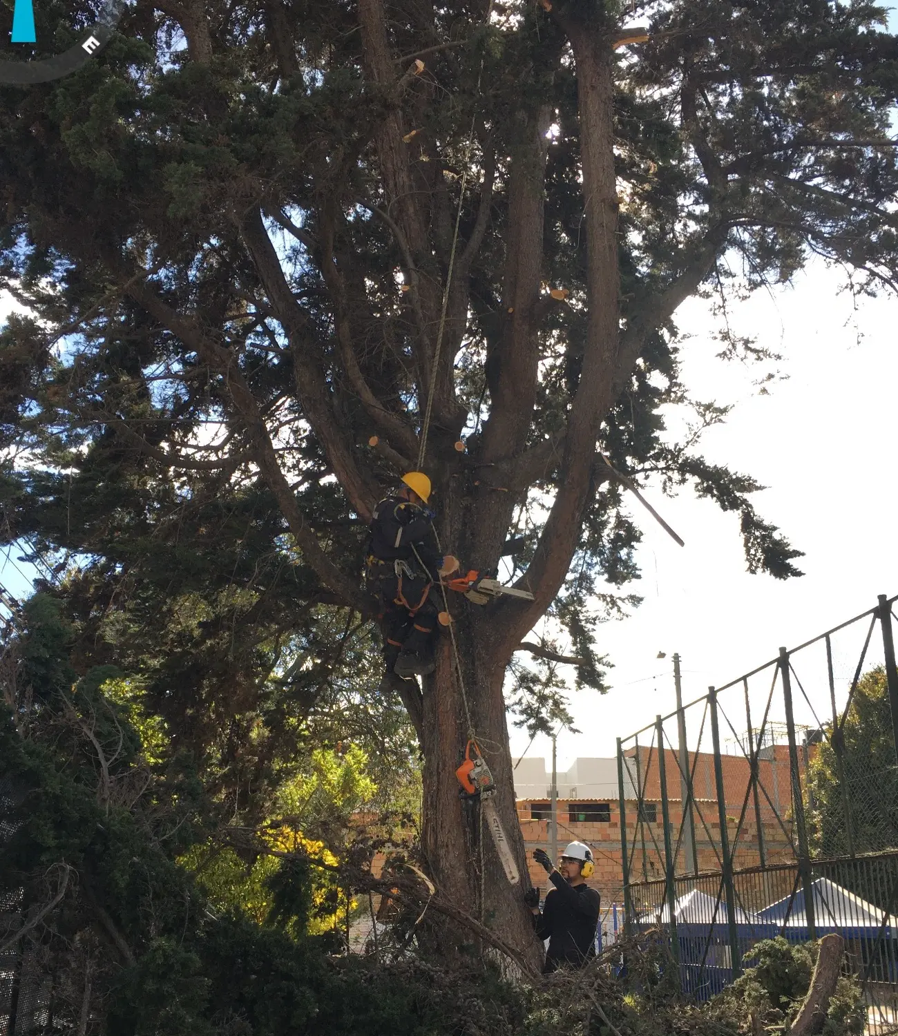 Equipo de Grupo Bioingenia interviniendo un árbol de gran porte