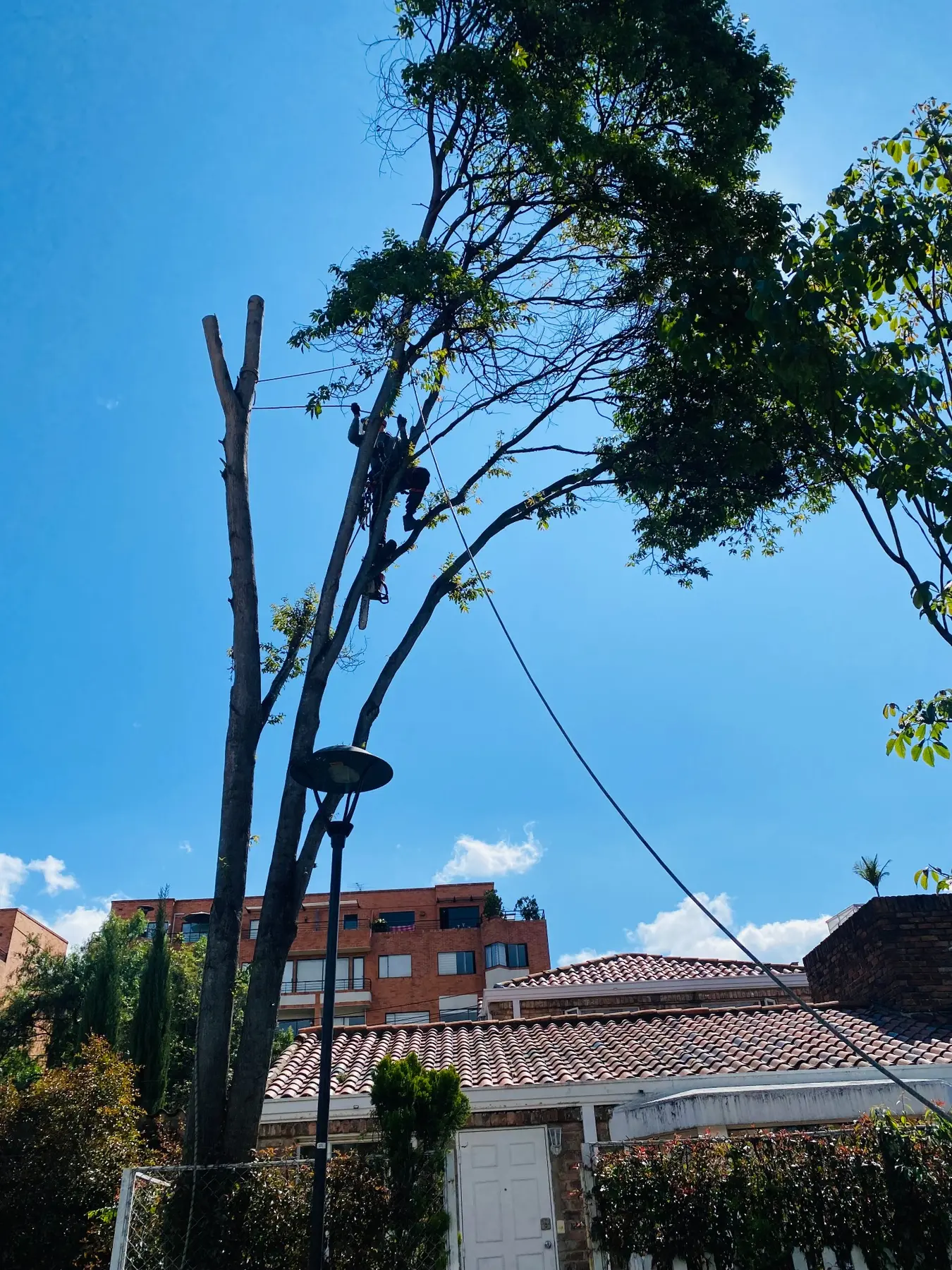 Intervención de arbolado urbano junto a edificaciones residenciales