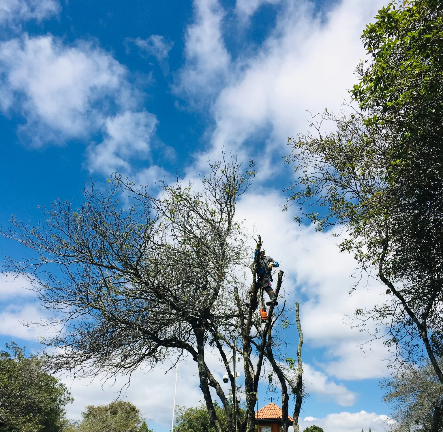 Operario de Grupo Bioingenia realizando poda técnica en un árbol urbano