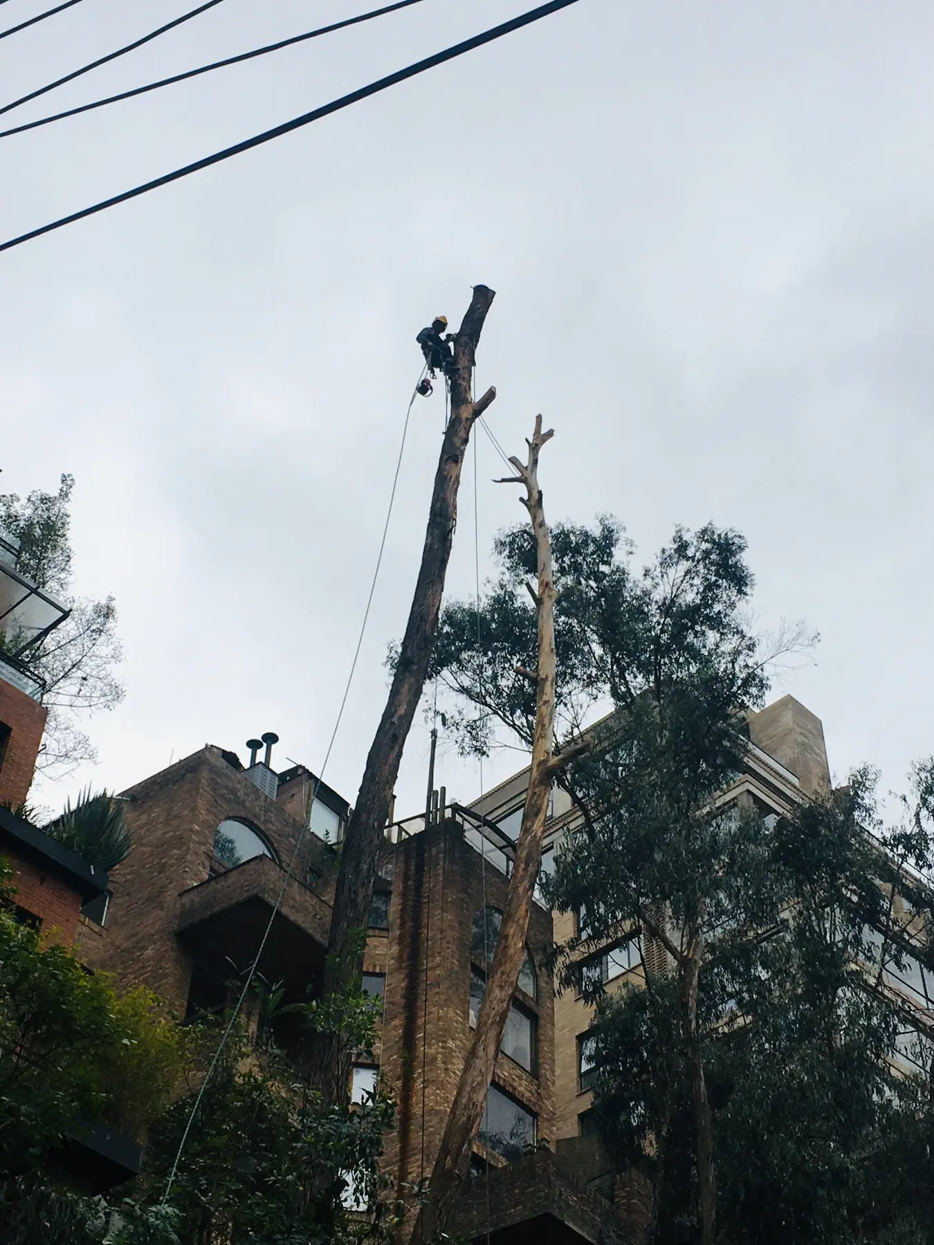 Operario trabajando en la tala controlada de un árbol junto a edificaciones