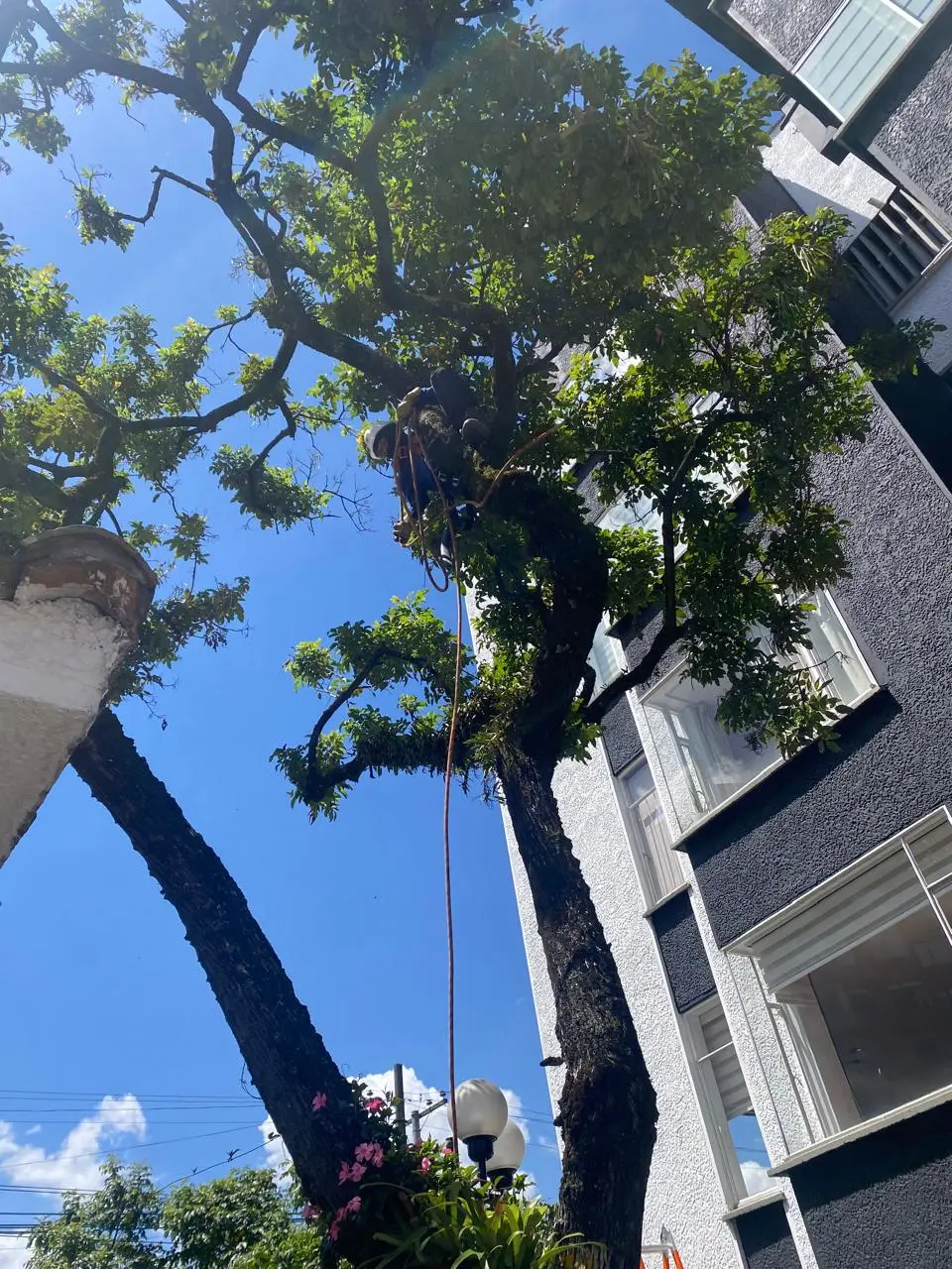 Operario de Grupo Bioingenia realizando arboricultura en altura