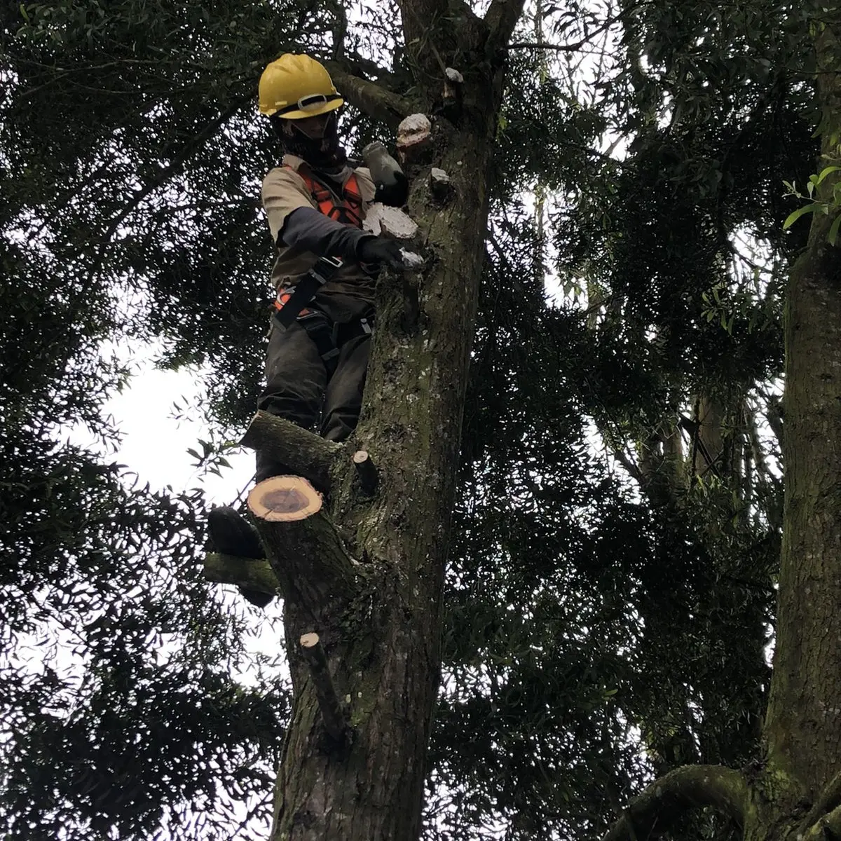 Operario de Grupo Bioingenia realizando una intervención forestal controlada en Bogotá